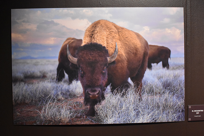 zonadebisontes