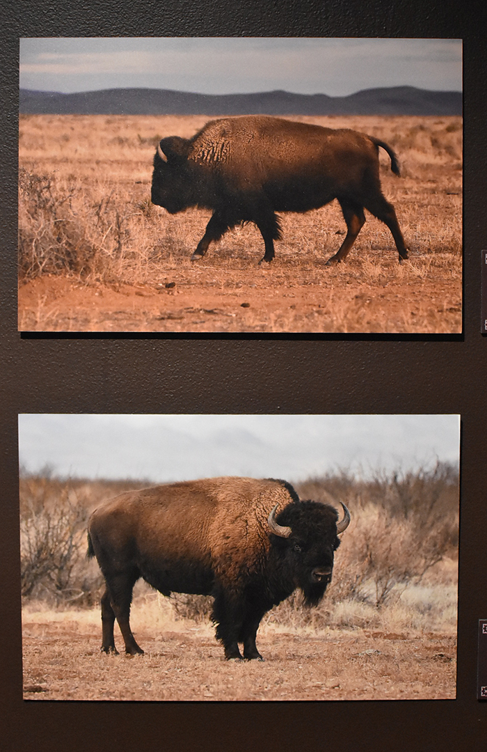 zonadebisontes1