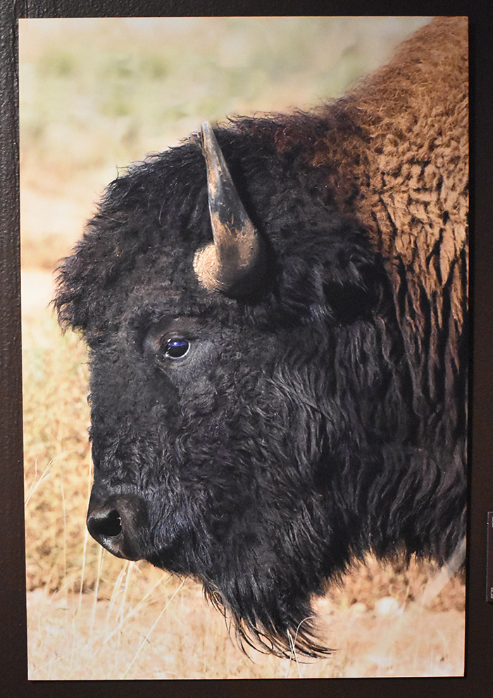 zonadebisontes4