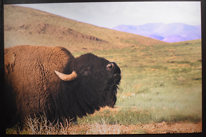 zonadebisontes5