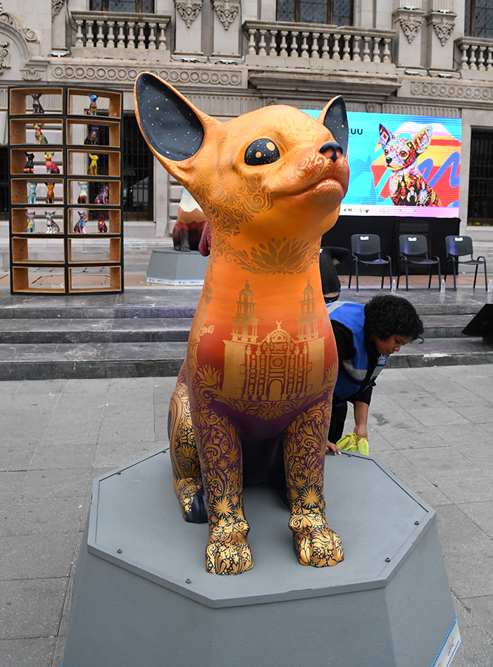 chihuahuadeja6