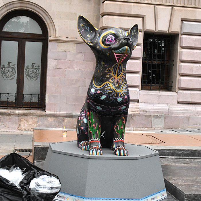 chihuahuadeja7